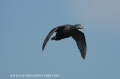 farne islands. bempton cliffs-30